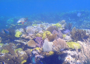 A typical reef in the Abacos