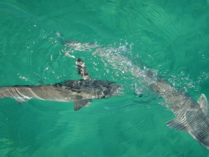 Two 3-foot long Remoras were swimming around our boat while moored in Little Harbour