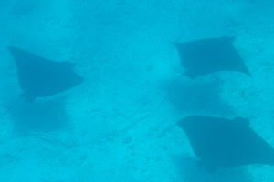 A Family of Giant Eagle Rays at Sandy Cay