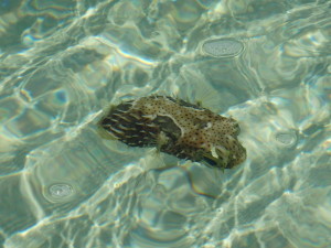 This is not a piece of coral but a very odd-looking fish in about 8 inches of water. Not sure how it defends itself. I could have picked it up and put it in my pocket.