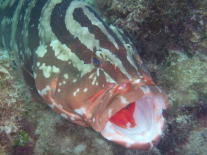 A 4-foot Grouper up close and personal