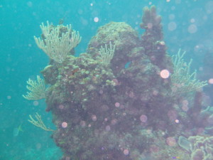 An underwater reef