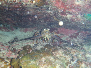 A crawfish hiding under a ledge