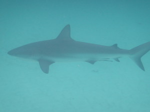 A 6-foot reef shark from about 20 feet away