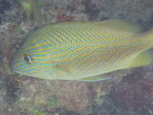 Another beautiful fish on a reef